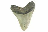 Fossil Megalodon Tooth - North Carolina #354525-1